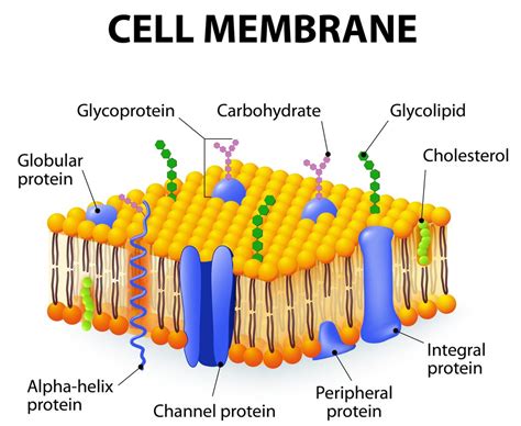 What is the structure of a cell membrane? -Consists of a phospholipid bilayer. -Gylcoproteins (proteins with carbohydrate added), transport proteins such as channel proteins and carrier proteins, glycolipids (lipids with carbohydrate added) and regular proteins are all embedded in the bilayer. -The hydrophilic phosphate heads face outwards.